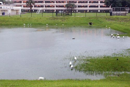 A flash flood warning was initiated by the National Weather Service during fourth hour today and will stay affect until 4 p.m. The retention pond on campus, or better known as Lake Dreyfoos with students, is slowly filling up with rain and birds that search for worms to feast on. These thunderstorms are set to stay for the weekend so make sure to plan ahead if you are seeing any musical acts at SunFest.
