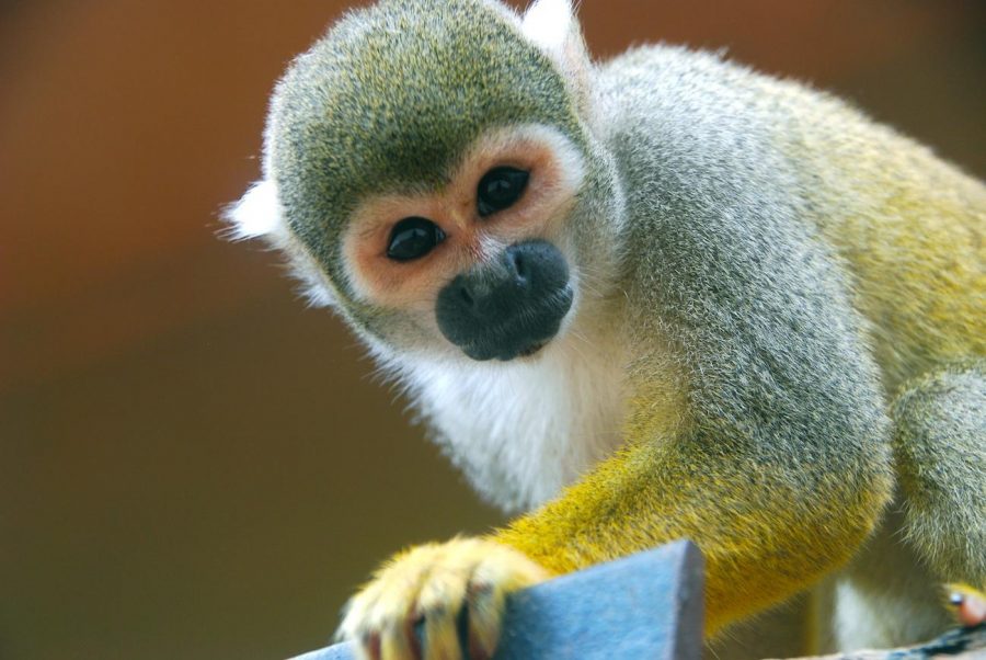 Photo editor Elizabeth Lane captured a portrait of a squirrel monkey while visiting Miamis Jungle Island. You dont have to travel far from home to explore exotic habitats here in South Florida.