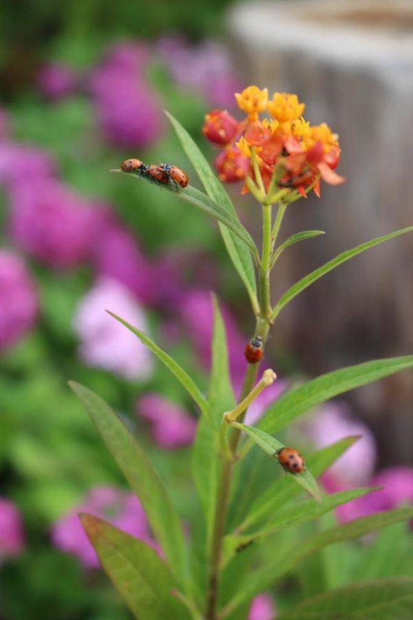 Visual arts sophomore Max Zengage released 18,000 ladybugs in the new butterfly garden this morning with the aim of controlling an aphid infestation. 