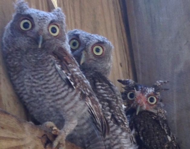 Three injured owls huddle on top of the doorway at Busch Wildlife Sanctuary.