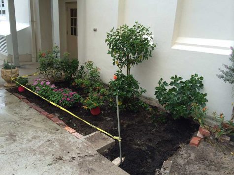 Progressively, the butterfly garden began to transform from the original area of dust dirt and weeds.