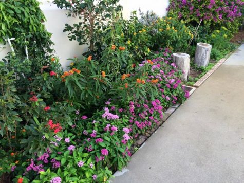 The thriving butterfly garden outside Building 9.