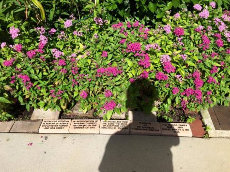 Closer photo of some bricks lining the garden.