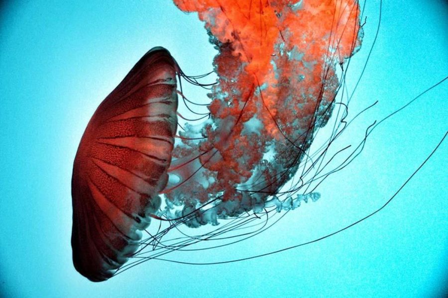 
A jellyfish held at the Monterey Bay Aquarium in Monterey Bay, California. Visitors come from all over the country to visit this spectacular aquarium.