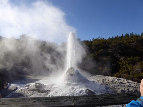 The Lady Knox geyser on New Zealand's North Island.