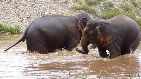 Elephants bathing at the Elephant Nature Park outside of Chiang Mi, Thailand.