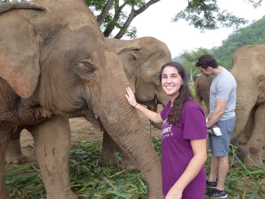 Communications junior Tom Kapitulnik petting an elephant at the Elephant Nature Park.