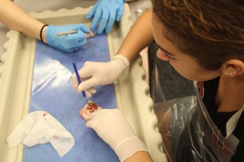 Deep in concentration as she creates her intricate designs, communications junior Alana Gomez tattoos pigskin, which she ultimately viewed as a unique, valuable learning experience. “I liked the lab because it created a new way of learning about something that would usually be boring in a regular class setting,” Gomez said.