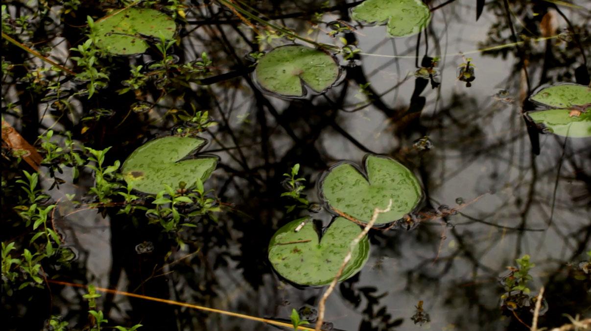 Grassy+Waters+Preserve