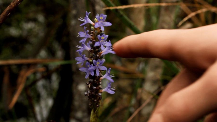 Native flowers provide a splash of color among the thick trees. 