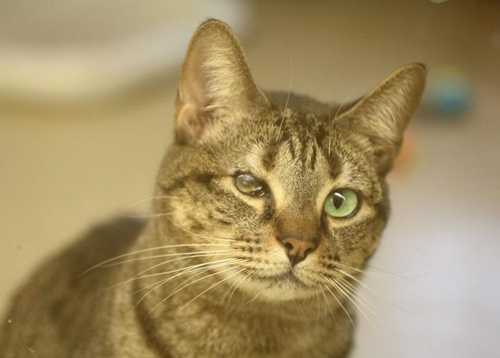 This one-eyed cat is just one example of the homeless animals at Peggy Adams Shelter.  The shelter is encouraging people to adopt by  allowing prospective owners the option of naming their own price.