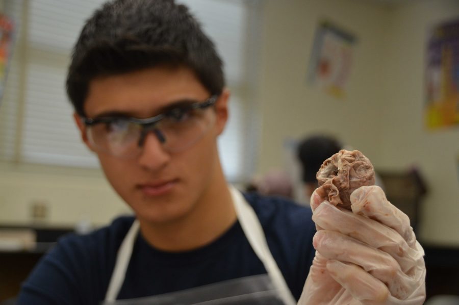 Vocal junior Christian Ucelo holds a fetal pig heart during an Anatomy dissection. I would like to study medicine, and having the opportunity to dissect a pig has allowed me to further my knowledge in what I would like to do and have an idea of what I will be doing in medical school, Ucelo said. Classes have spent the week applying what they have learned throughout the year through the dissections.